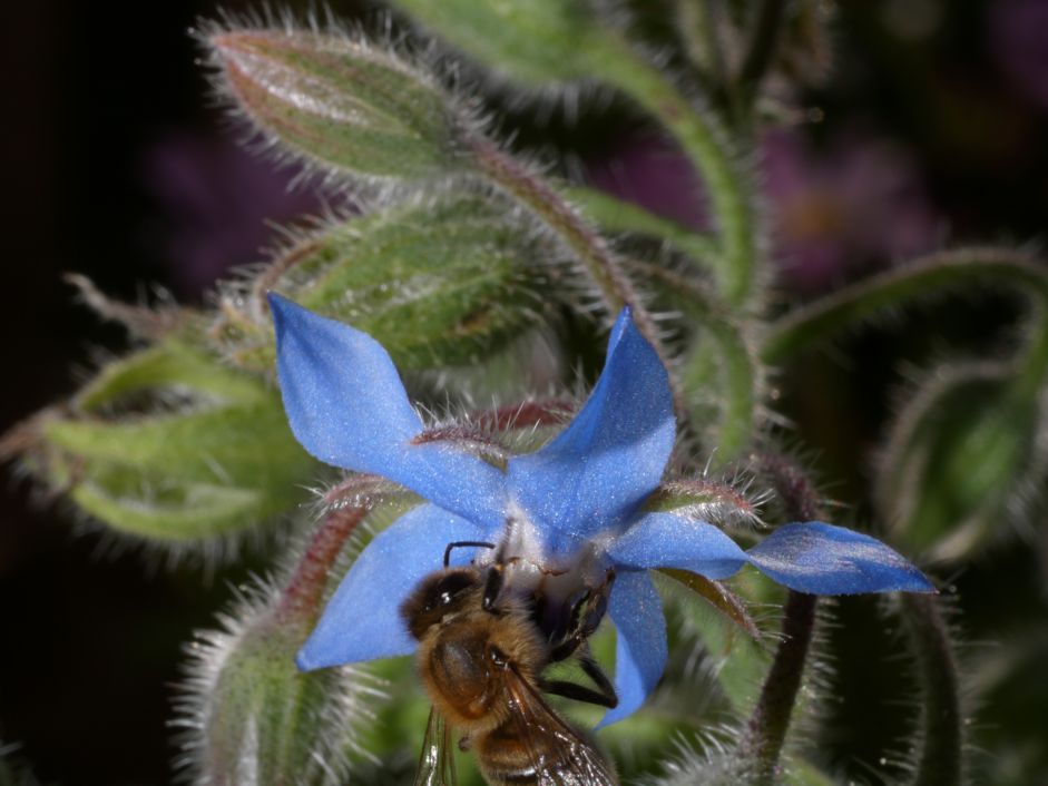Boretsch Blüte mit Biene